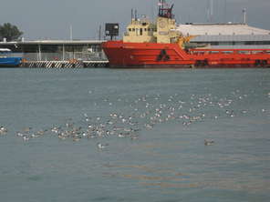 docked-seagulls