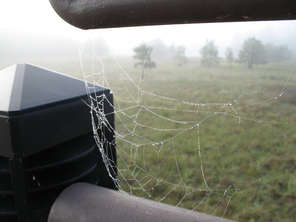 spiderweb-mist