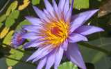 waterlily-blume