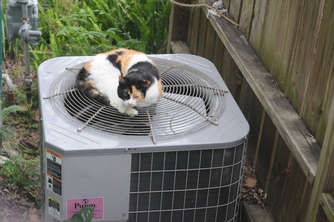 ac-calico
