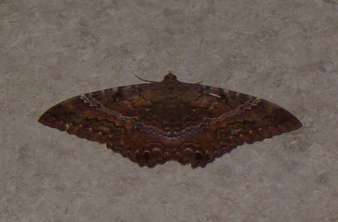 black-witch-moth
