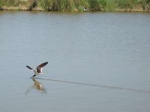 fishing-bird