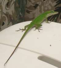 green-anole