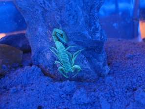 guyskorpion-uv