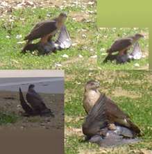 hawk-pigeon