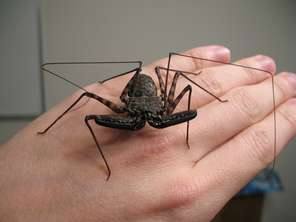 marvin-amblypygid