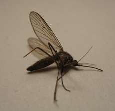 mosquito-bastard