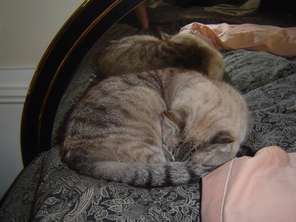roger-pillow