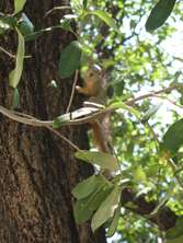 squirrel-leaves