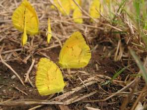 yellow-butterflies