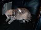 cat-mousepad