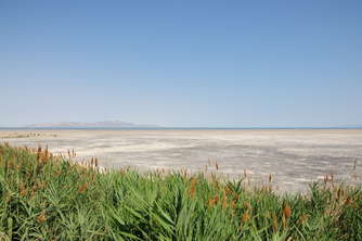 salt-lake-shore-vegetation