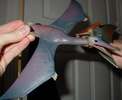 quetzalcoatlus1 quetzalcoatlus1