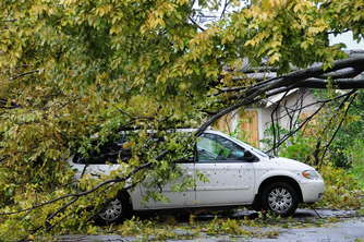 minivan-baum
