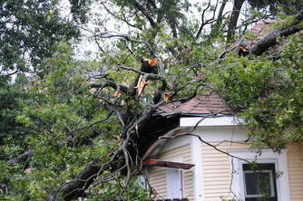 trees-housey