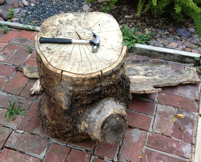 Log with remaining bark
