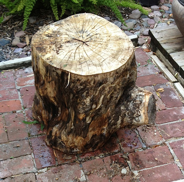 Log free from bark