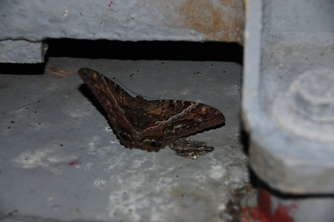 black-witch-moth-2