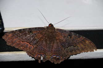black-witch-moth-3