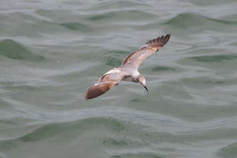 dosbocas-seagull