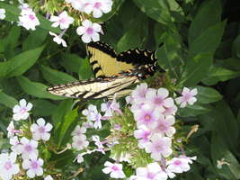 butterfly-botanic-garden-ftworth